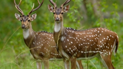 বিলুপ্তির পথে চিত্রা হরিণ